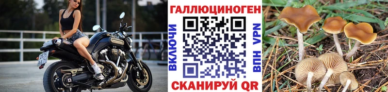 наркота  Далматово  Псилоцибиновые грибы прущие грибы 